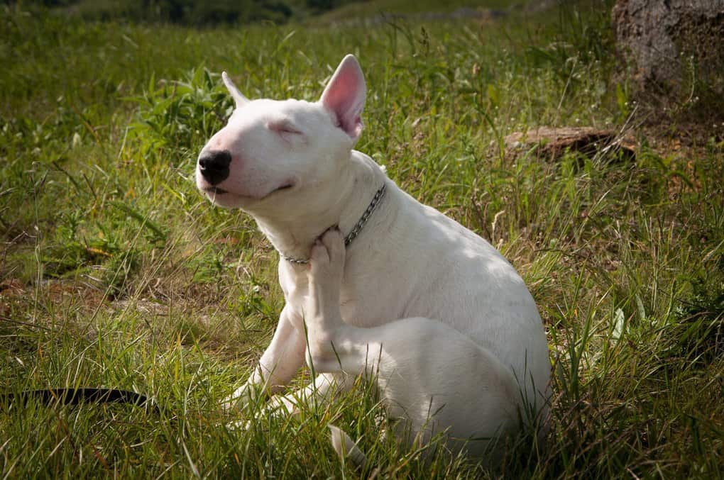 Bull Terrier