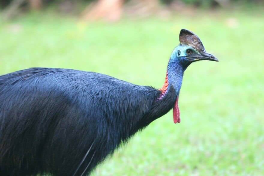 Cassowary