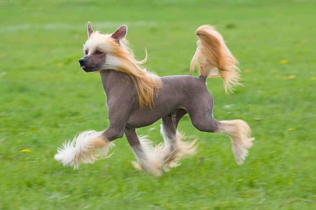 Chinese Crested