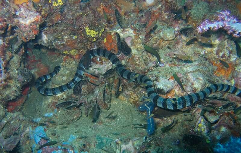 Dubois' Sea Snake