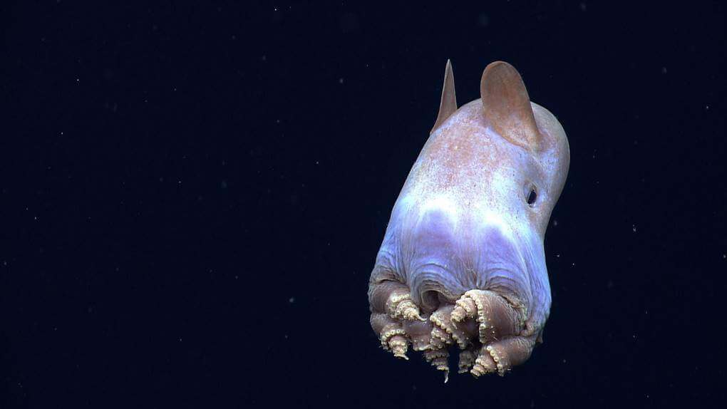 Dumbo Octopus