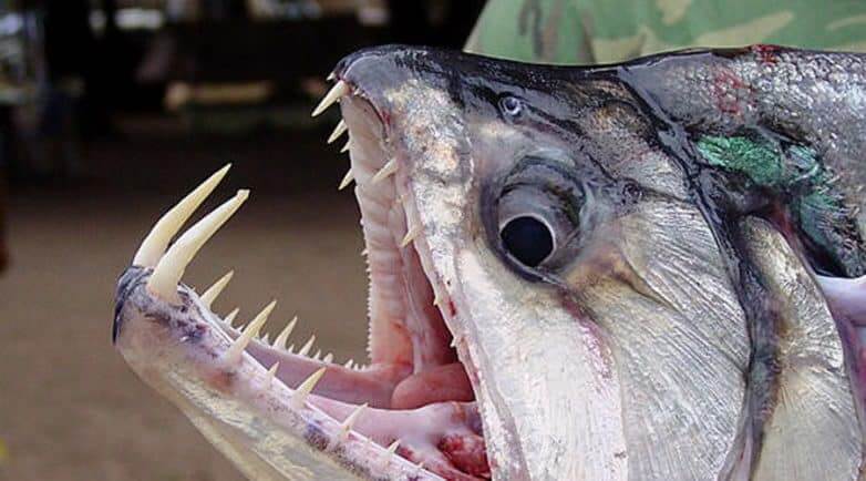 Fanged Fish