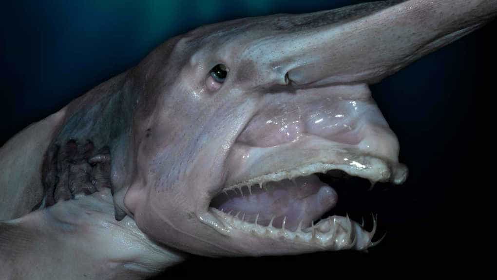 Goblin Shark