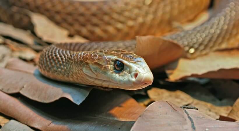 Inland Taipan