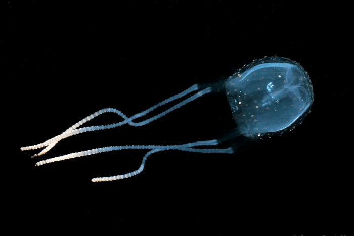 Irukandji Jellyfish