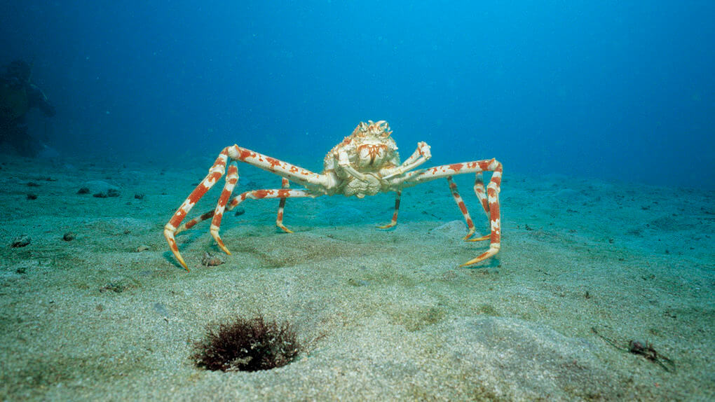 Japanese Spider Crab