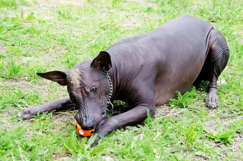 Mexican Hairless Dog