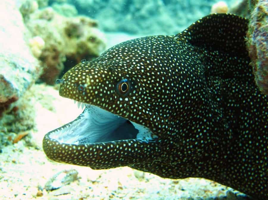 Moray eel