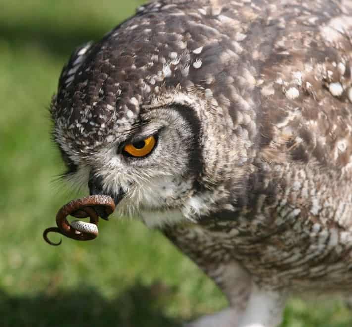 No Bird Will Tolerate Intrusion Into Its Home By Uninvited Guests