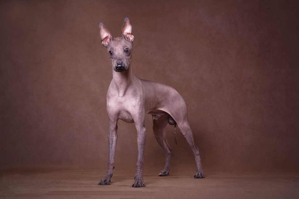 Peruvian Hairless Dog