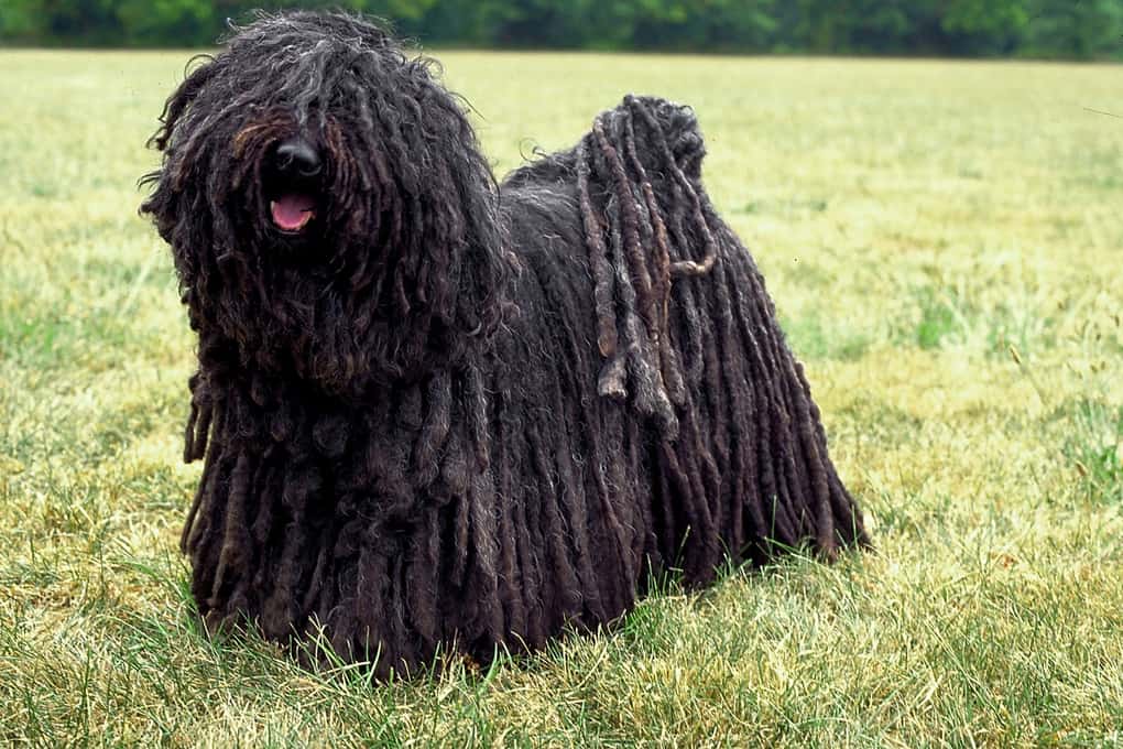 Puli Dog