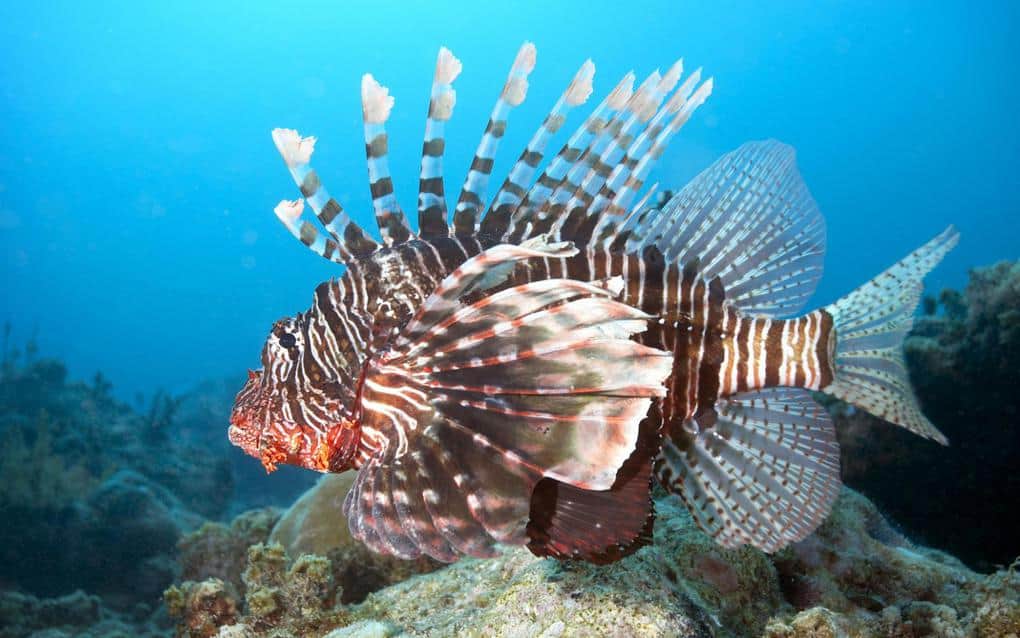 Red Lionfish