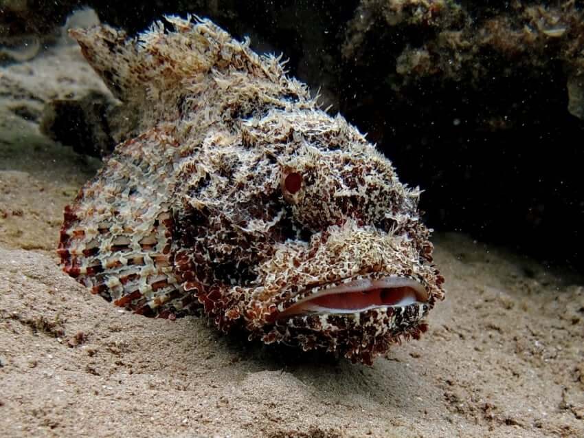 Reef Stonefish