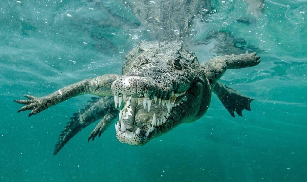 Saltwater Crocodile