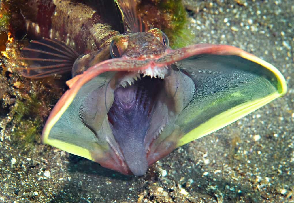 Sarcastic Fringehead