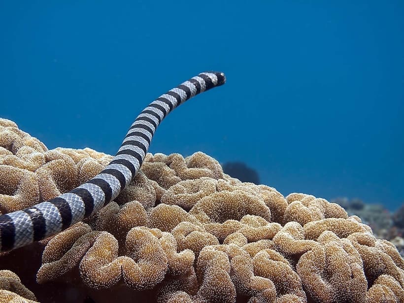 Sea Snake