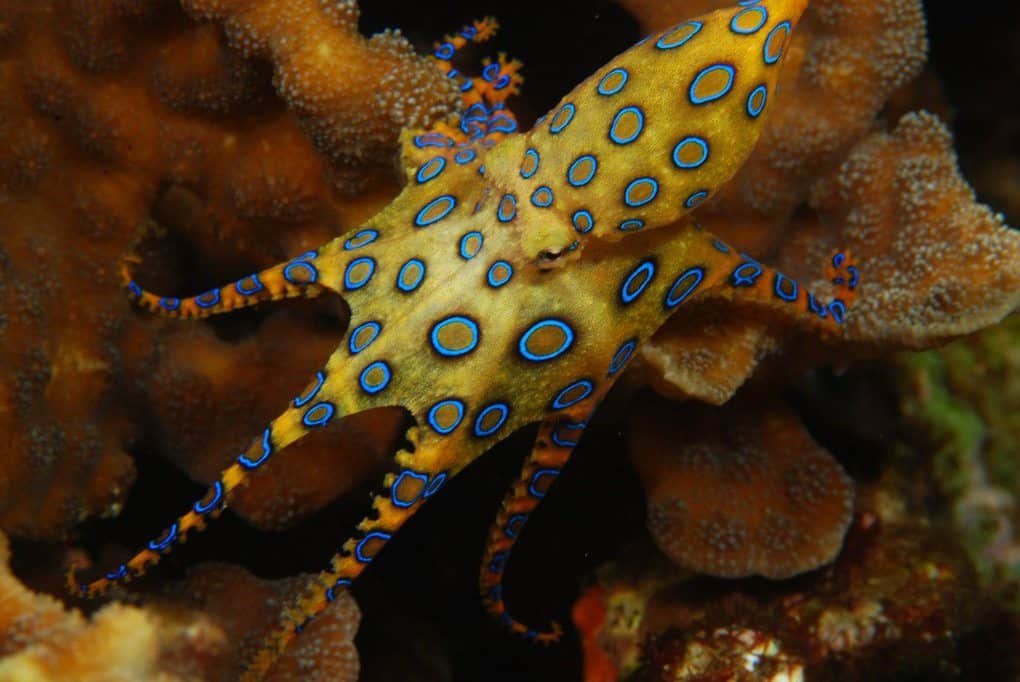 Southern Blue Ringed Octopus