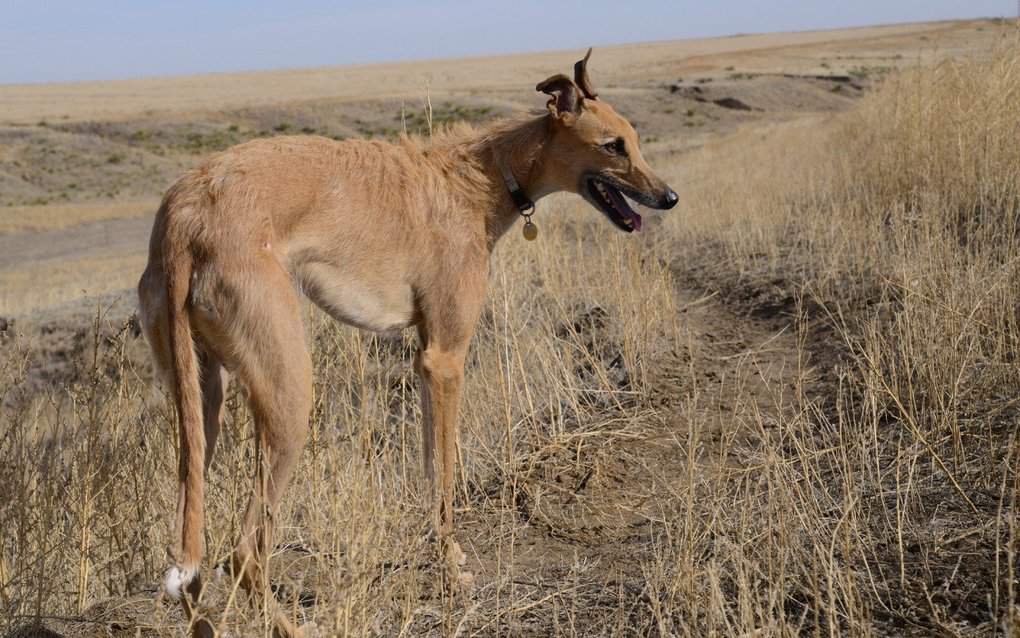 Staghound