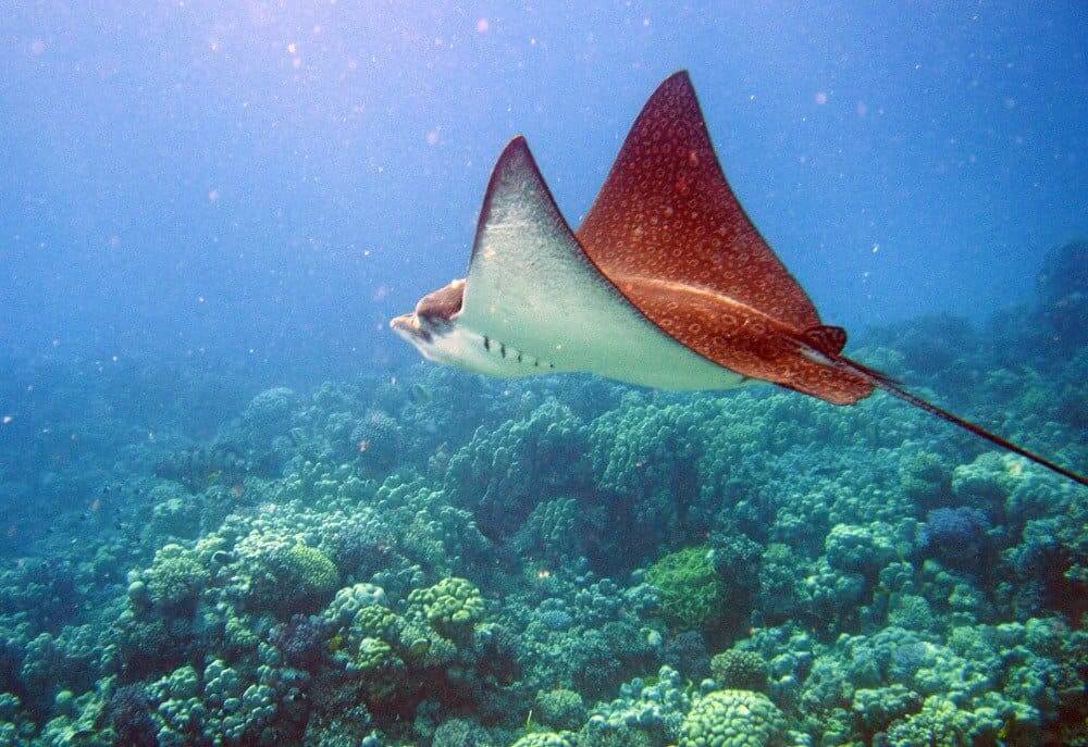 Stingray