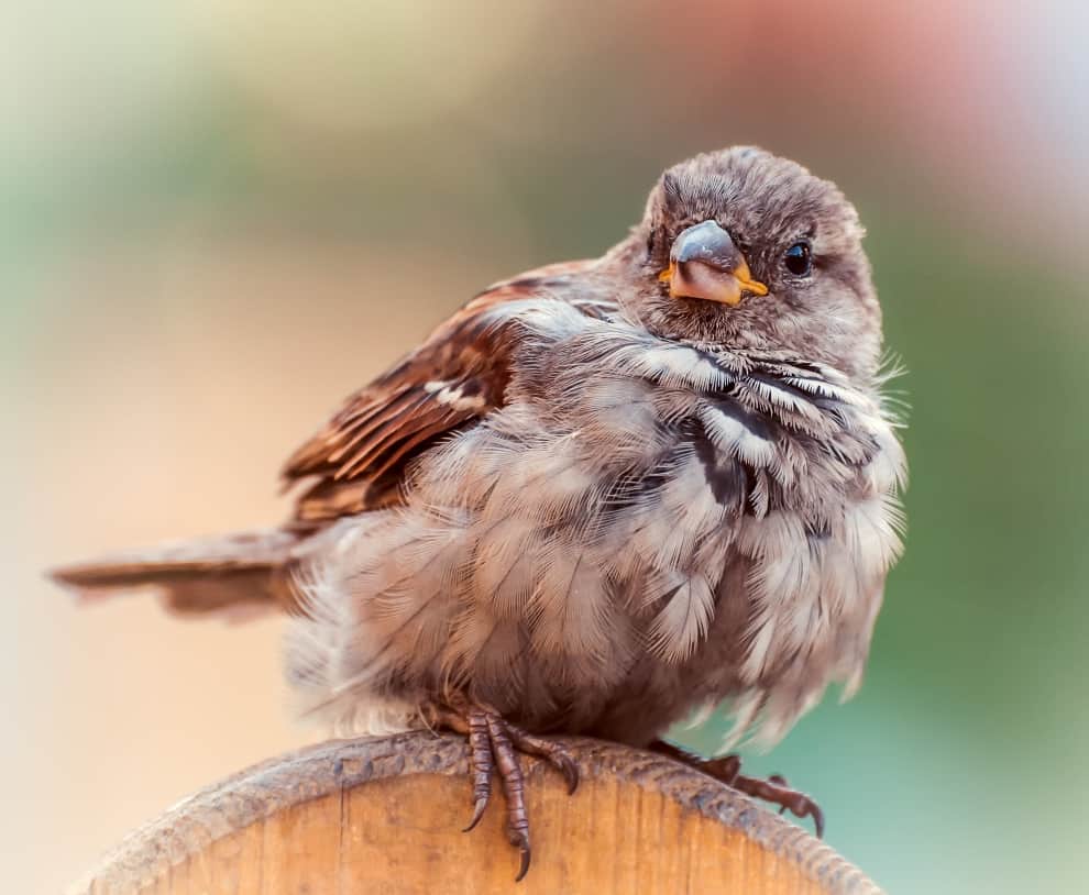 The Body Temperature Of Birds Is 8 Degrees Higher Than That Of Humans