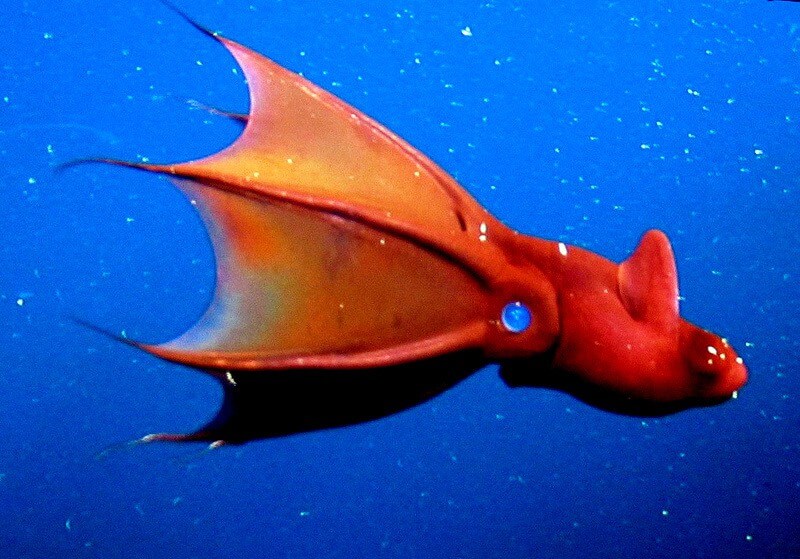 Vampire Squid