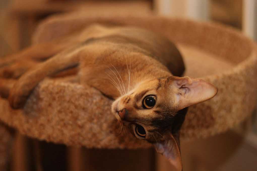 Abyssinian Cat