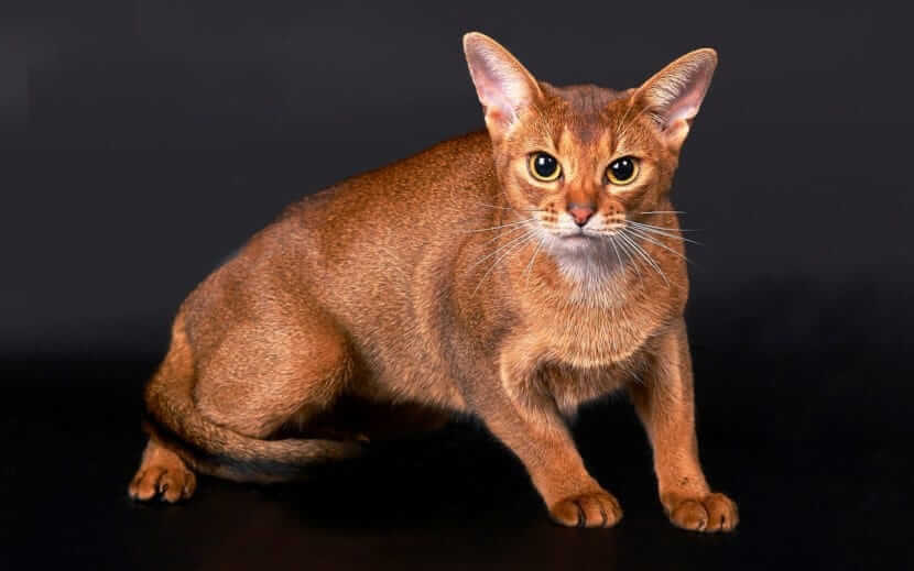 Abyssinian Cat