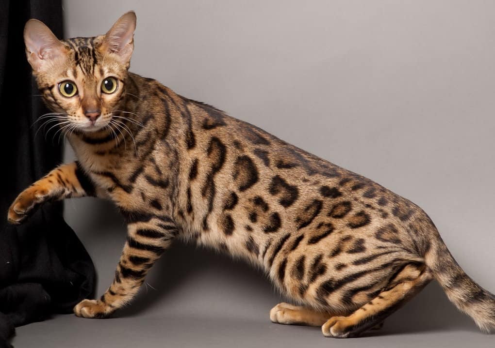 Bengal Cat