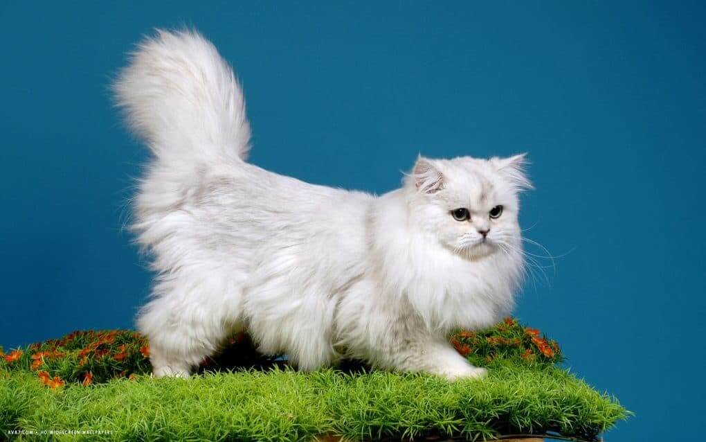 British Longhair Cat