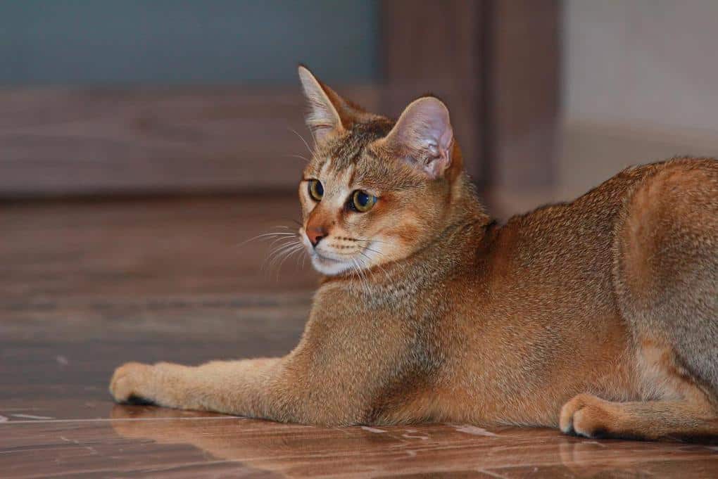 Chausie