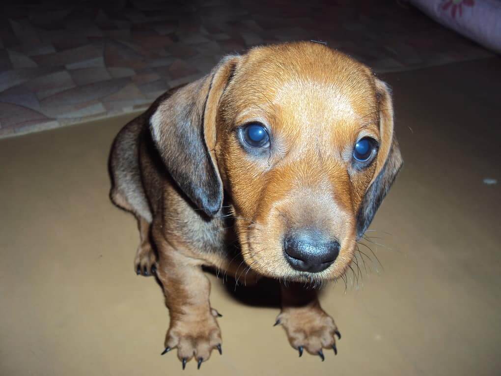 Dog Will Follow You Around The Apartment All The Time