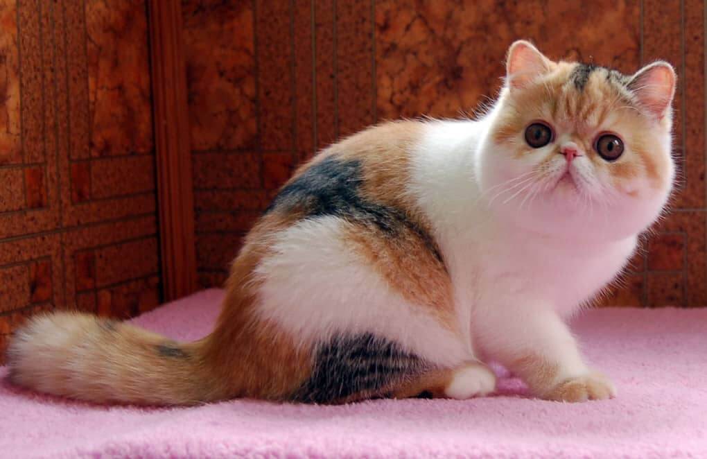 Exotic Shorthair