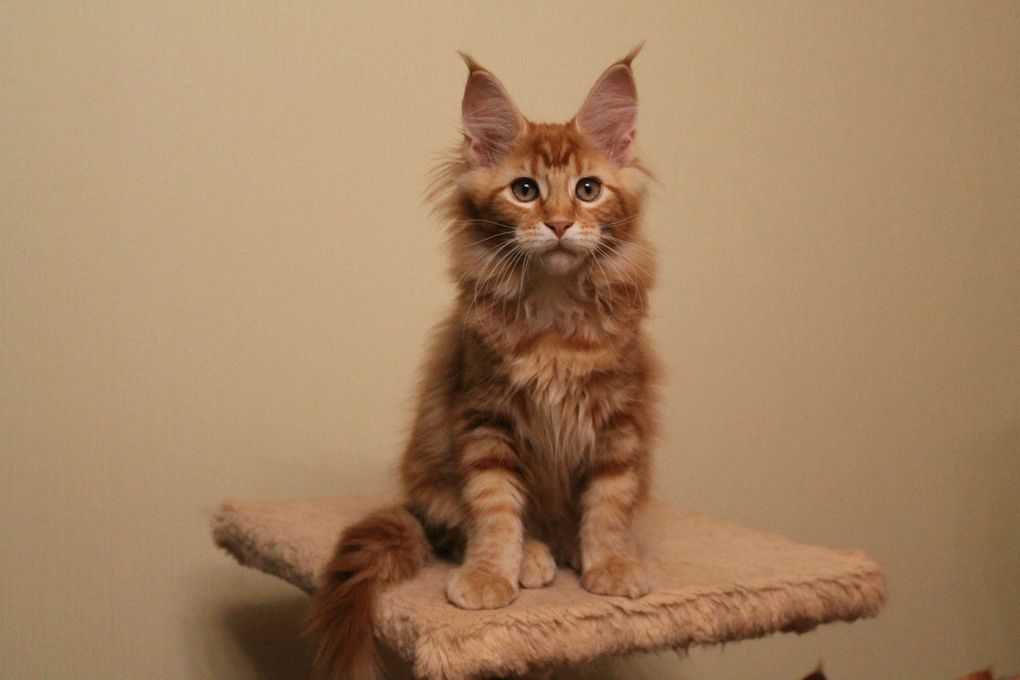 Maine Coon