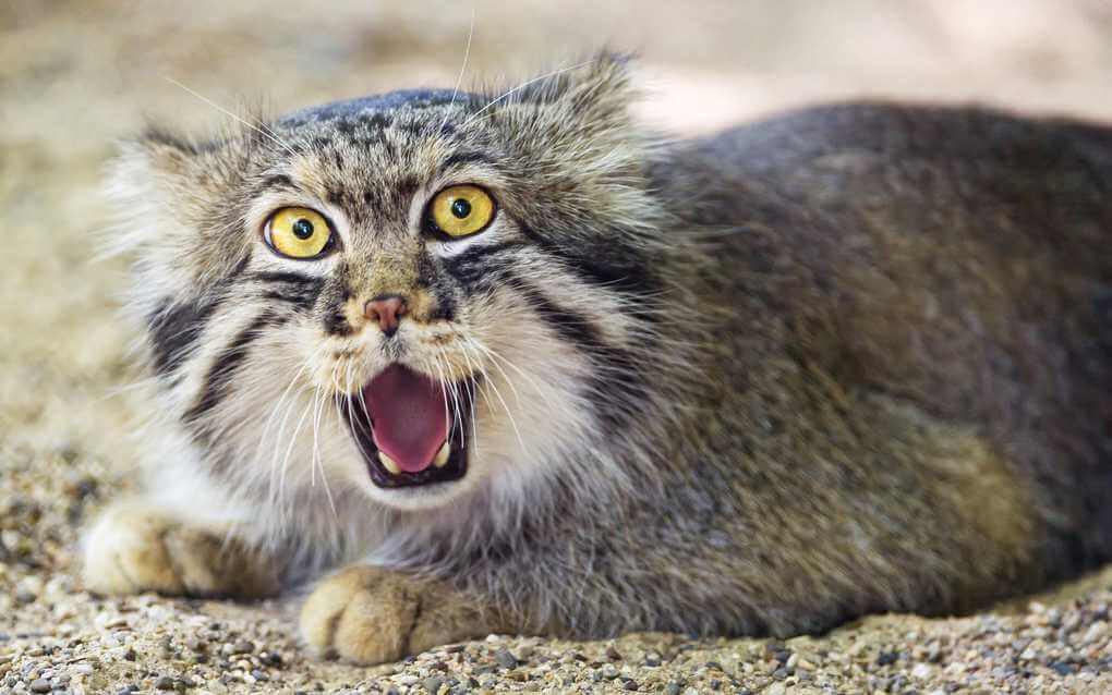 Pallas's Cat