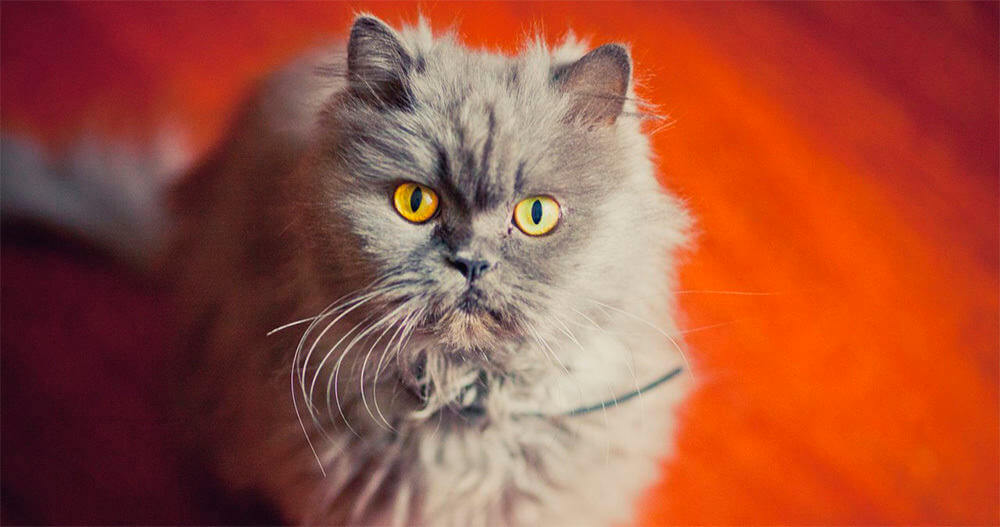 Persian Cat