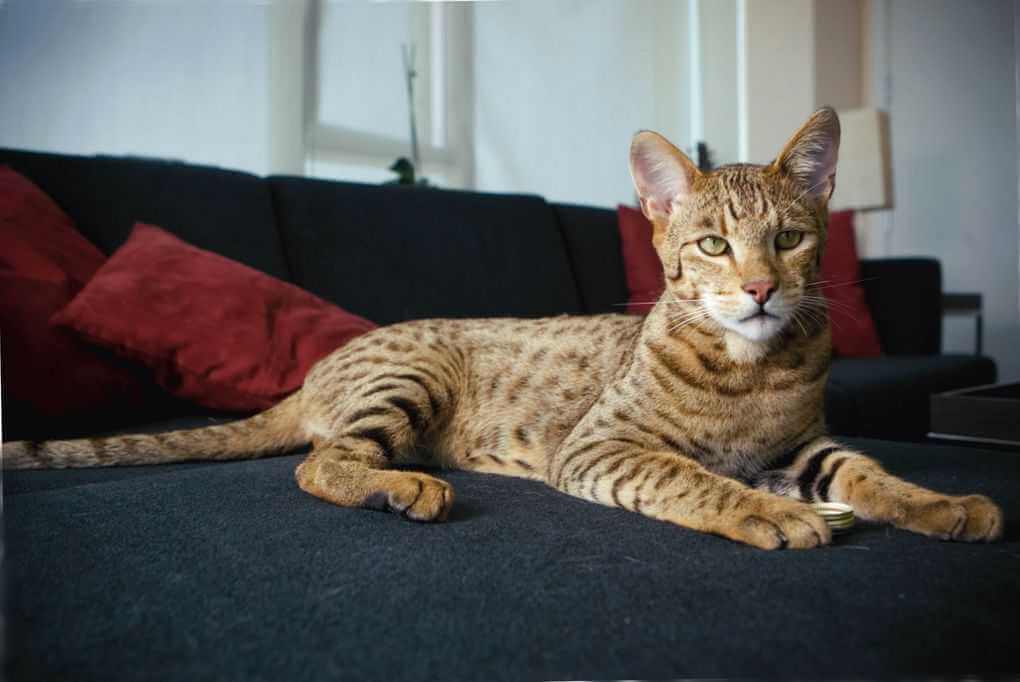 Savannah Cat