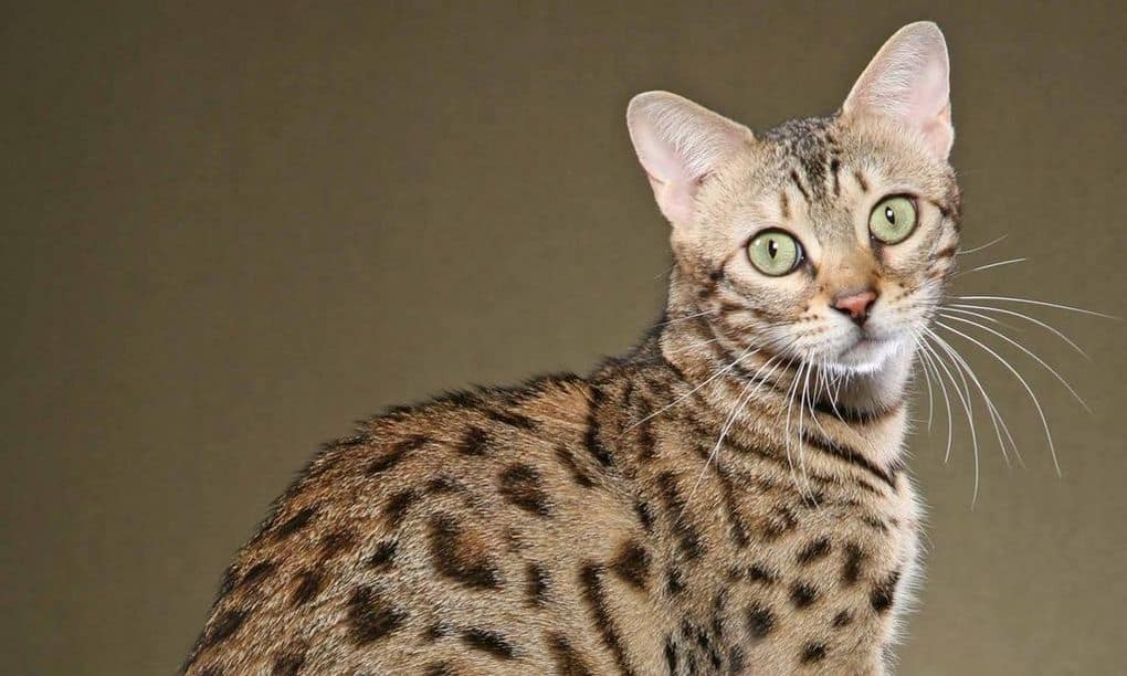 Savannah Cat