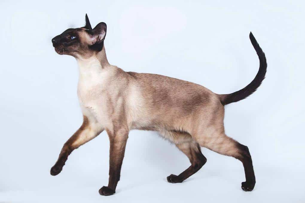 Siamese Cat