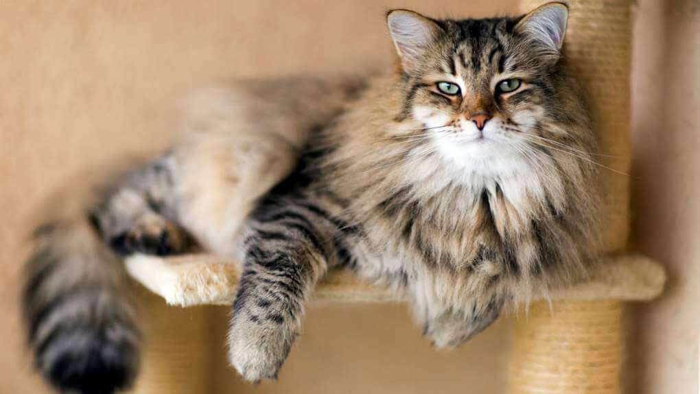 Siberian Cat