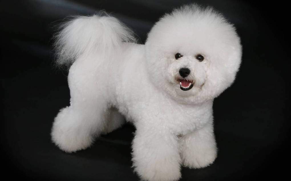 Bichon Frise