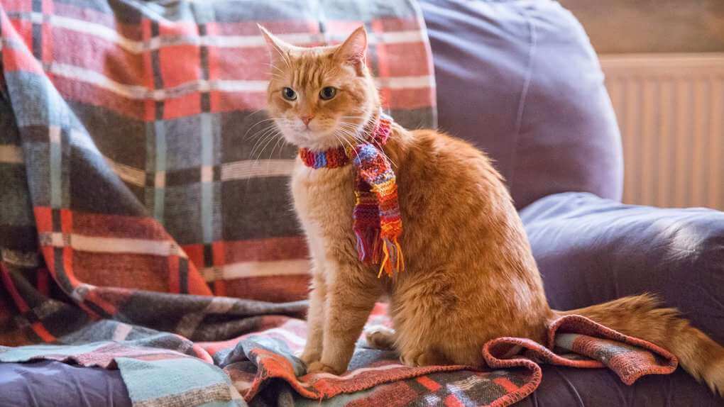 Bob The Street Cat, A Red Tabby Breed