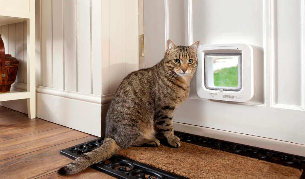 Cat Door