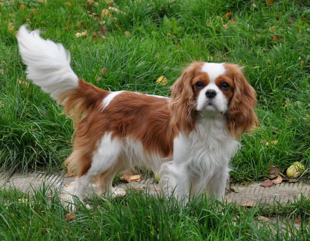 Cavalier King Charles Spaniel