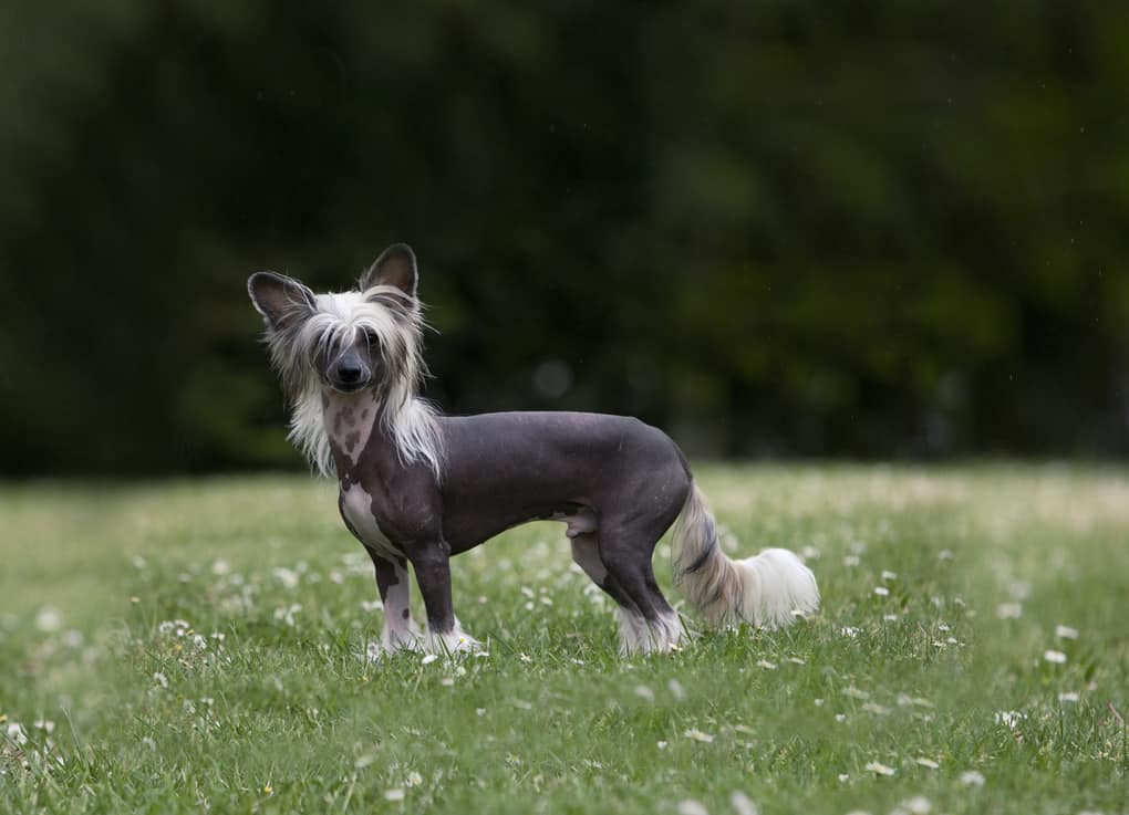 Chinese Crested