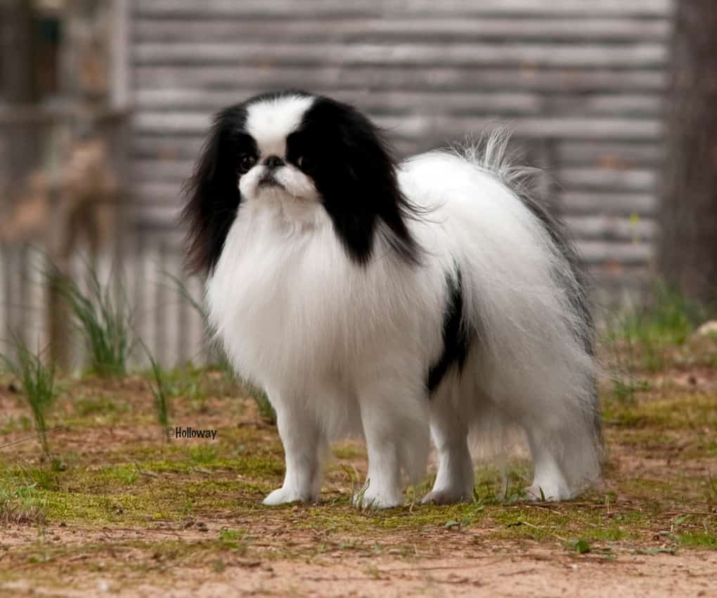 Japanese Chin