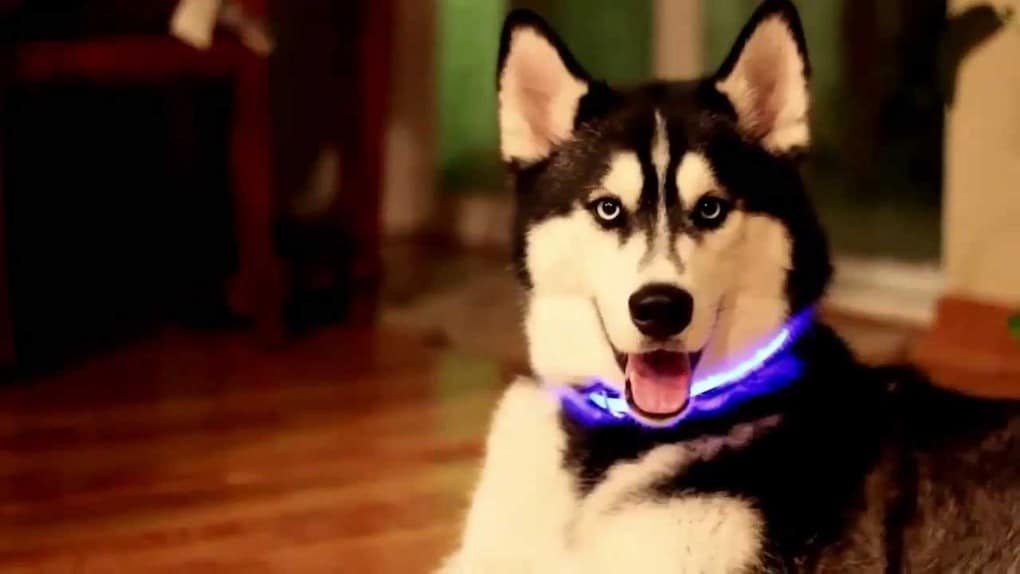 LED Dog Collar