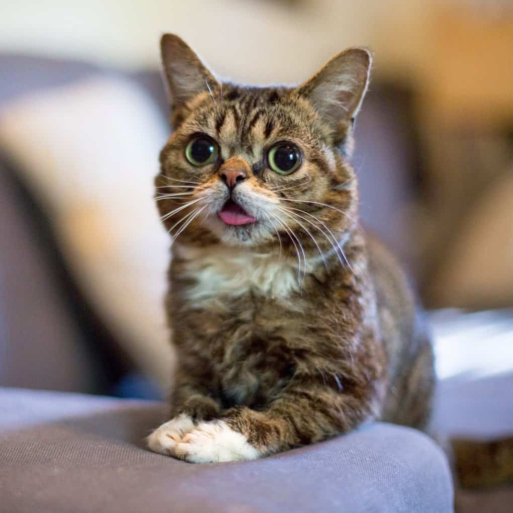 Lil Bub, A Munchkin Breed