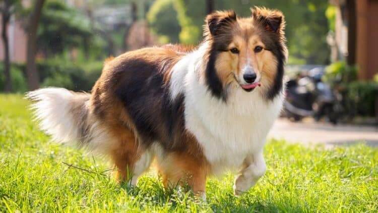 Sheltie