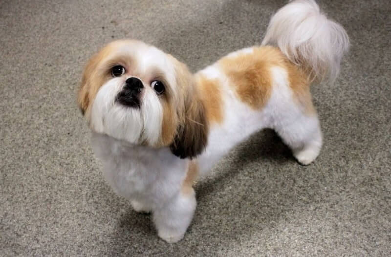 Shih Tzu