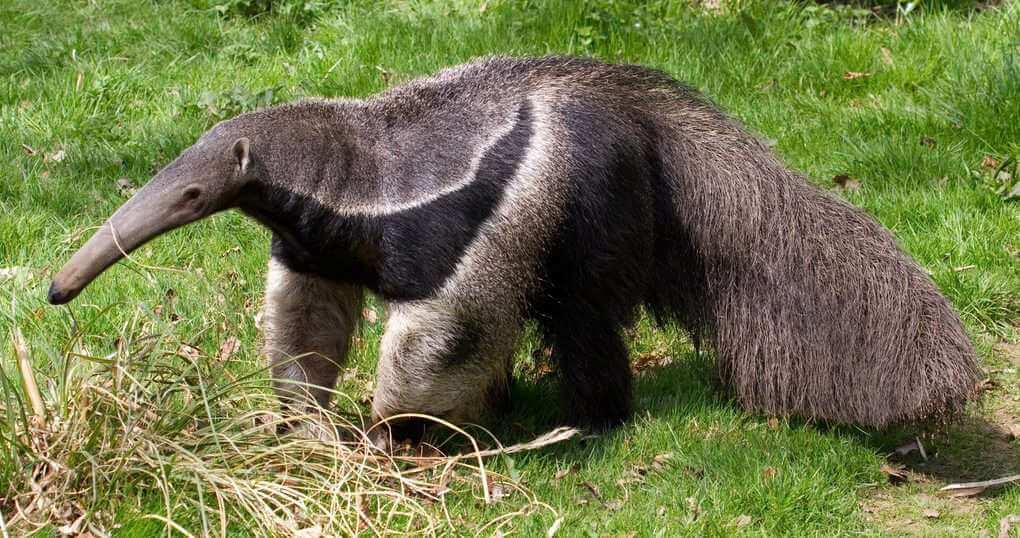 Anteater